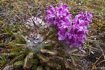 A close-up view of Arctic lousewort (Pedicularis langsdorfii) in Svalbard, Norway