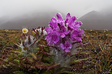 A close-up view of Arctic lousewort (Pedicularis langsdorfii) in Svalbard, Norway