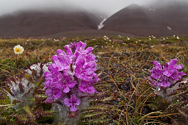 A close-up view of Arctic lousewort (Pedicularis langsdorfii) in Svalbard, Norway