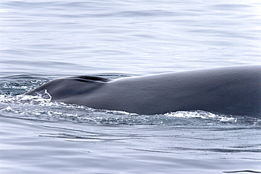 Adult fin whale (Balaenoptera physalus) sub-surface feeding (head detail) in the rich waters off the continental shelf just south of Bear Island   in the Barents Sea, Norway.