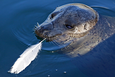 Popeye the official harbor seal (Phoca vitulina) of Friday Harbor on San Juan Island, Washington State, USA, Pacific Ocean