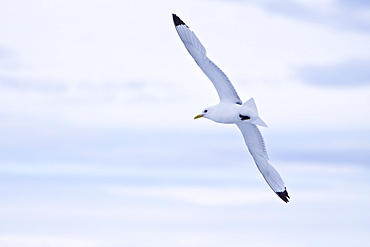 Adult black-legged kittiwake (Rissa tridactyla) near ice in the Svalbard Archipelago, Barents Sea, Norway