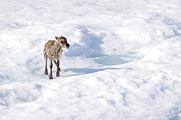 A stranded Svalbard reindeer fawn (Rangifer tarandus platyrhynchus) on ice floe at Monaco Glacier in Wood Fjord on Spitsbergen Island, Svalbard Archipelago, Norway