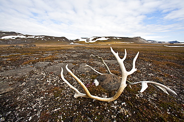 Svalbard reindeer antlers (Rangifer tarandus platyrhynchus) on the gentle plains of Talaveraflya on the south shore of Borentsoya. in the Svalbard Archipelago, Norway