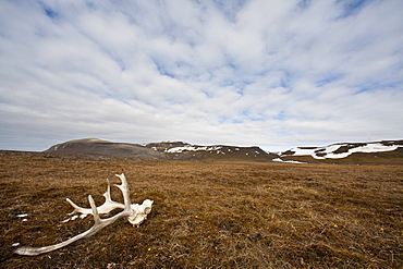 Svalbard reindeer antlers (Rangifer tarandus platyrhynchus) on the gentle plains of Talaveraflya on the south shore of Borentsoya. in the Svalbard Archipelago, Norway