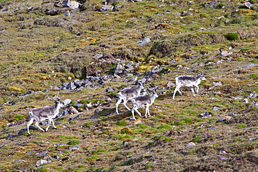 Svalbard reindeer (Rangifer tarandus platyrhynchus) on tundra in Lillehkfjord on Spitsbergen Island in the Svalbard Archipelago, Norway