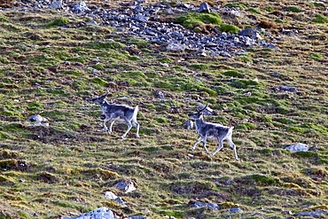 Svalbard reindeer (Rangifer tarandus platyrhynchus) on tundra in Lillehkfjord on Spitsbergen Island in the Svalbard Archipelago, Norway