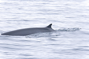 Adult fin whale (Balaenoptera physalus) sub-surface feeding in the rich waters off the continental shelf just south of Bear Island   in the Barents Sea, Norway.