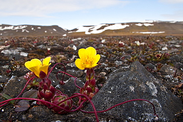 A close-up view of Saxifraga flagellaris, commonly called the spider plant in Svalbard, Norway