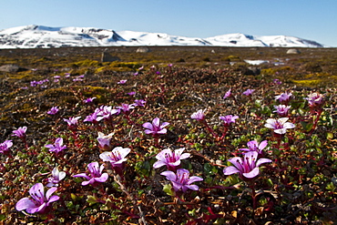 A close-up view of purple (mountain) saxifrage (Saxifraga oppositifolia) in Svalbard, Norway