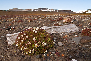 Scenic views of open tundra in the Svalbard Archipelago of Norway. 