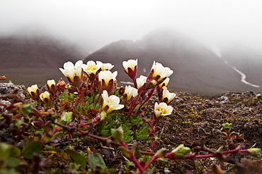 Scenic views of open tundra in the Svalbard Archipelago of Norway. 