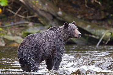 Brown Bear (Ursus arctos) fishing for pink salmon near the salmon weir at Pavlof Harbor on Chichagof Island in Southeast Alaska, USA. Pacific Ocean. 