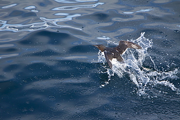 Brï¿½Ã¯ï¿½Â¿ï¿½Â½ï¿½Ãƒï¿½Â·nnich?s guillemot (Uria lomvia) breeding and nesting site at Cape Fanshaw in the Svalbard Archipelago, Barents Sea, Norway