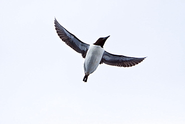 Brï¿½Ã¯ï¿½Â¿ï¿½Â½ï¿½Ãƒï¿½Â·nnich?s guillemot (Uria lomvia) breeding and nesting site at Cape Fanshaw in the Svalbard Archipelago, Barents Sea, Norway