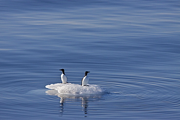 Brï¿½Ã¯ï¿½Â¿ï¿½Â½ï¿½Ãƒï¿½Â·nnich?s guillemot (Uria lomvia) pair resting on ice in the Svalbard Archipelago, Barents Sea, Norway