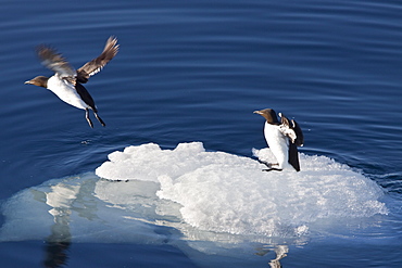 Brï¿½Ã¯ï¿½Â¿ï¿½Â½ï¿½Ãƒï¿½Â·nnich?s guillemot (Uria lomvia) pair resting on ice in the Svalbard Archipelago, Barents Sea, Norway