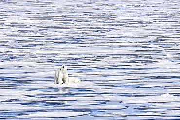 A pair of polar bears (Ursus maritimus) on multi-year ice floes in the Barents Sea, Edge Island, Svalbard Archipelago, Norway