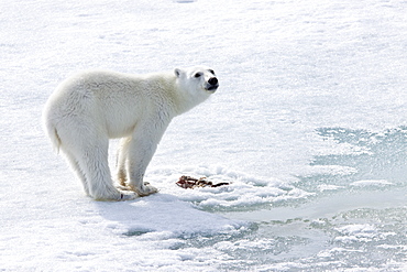 A young polar bear (Ursus maritimus), scavenging a polar bear carcass on multi-year ice floes in the Barents Sea, Edge Island, Svalbard Archipelago, Norway