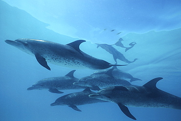 Atlantic Spotted Dolphin, Stenella frontalis, underwater on the Little Bahama Banks, GBI, Bahamas
