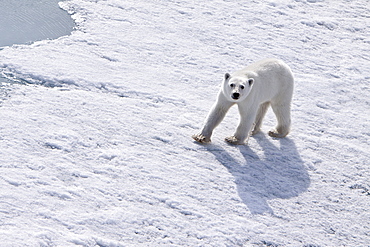 A curious young polar bear (Ursus maritimus), approaches the National Geographic Explorer on multi-year ice floes in the Barents Sea, Edge Island, Svalbard Archipelago, Norway