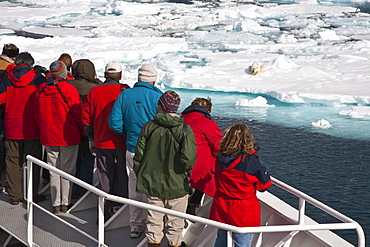 A curious adult polar bear (Ursus maritimus) approaches the National Geographic Explorer in the Barents Sea, Edge Island, Svalbard Archipelago, Norway