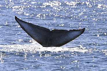 Adult Blue Whale (Balaenoptera musculus) fluke-up dive in the Gulf of California (Sea of Cortez), Mexico.