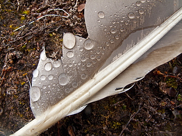 Macro image of a gull feather and rain drops in the Svalbard Archipelago of Norway. 