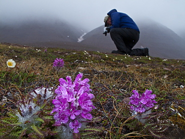 A photographer with Arctic lousewort (Pedicularis langsdorfii) in Svalbard, Norway