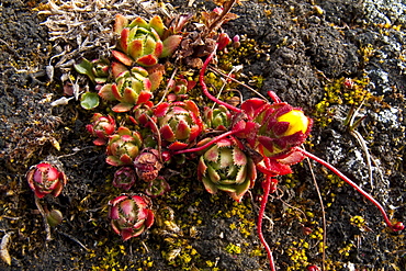 A close-up view of Saxifraga flagellaris, commonly called the spider plant in Svalbard, Norway