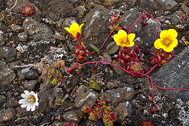 A close-up view of Saxifraga flagellaris, commonly called the spider plant in Svalbard, Norway