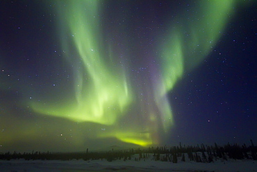 Aurora Borealis (Northern (Polar) Lights) detail over the boreal forest outside Yellowknife, Northwest Territories, Canada