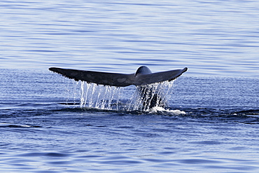 Blue Whale (Balaenoptera musculus) fluke-up dive in the middle Gulf of California (Sea of Cortez), Mexico.