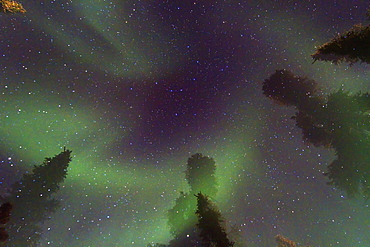 Aurora Borealis (Northern (Polar) Lights) over the boreal forest outside Yellowknife, Northwest Territories, Canada