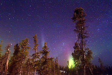 Aurora Borealis (Northern (Polar) Lights) over the boreal forest outside Yellowknife, Northwest Territories, Canada