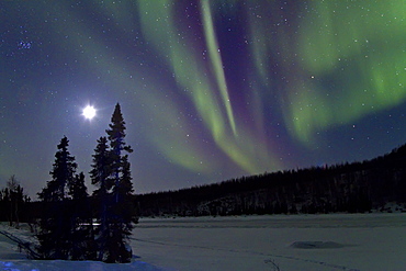 Aurora Borealis (Northern (Polar) Lights) and waxing moon over the boreal forest outside Yellowknife, Northwest Territories, Canada