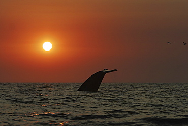 Blue Whale (Balaenoptera musculus) fluke-up dive at sunset in the offshore waters of Santa Monica Bay, California, USA. The blue whale is the largest animal to ever live on planet Earth.