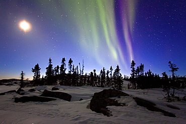 Aurora Borealis (Northern (Polar) Lights) and waxing moon over the boreal forest outside Yellowknife, Northwest Territories, Canada