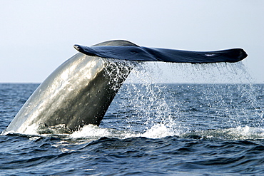 Blue Whale (Balaenoptera musculus) fluke-up dive in the offshore waters of Santa Monica Bay, California, USA.