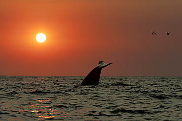 Blue Whale (Balaenoptera musculus) fluke-up dive at sunset in the offshore waters of Santa Monica Bay, California, USA.