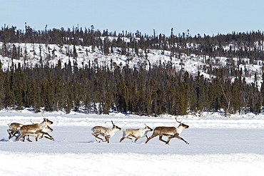 A small group of caribou (Rangifer tarandus) migrating north to feeding grounds in the spring from Yellowknife, Northwest Territories, Canada