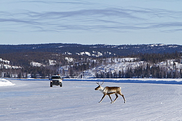 A small group of caribou (Rangifer tarandus) migrating north to feeding grounds in the spring from Yellowknife, Northwest Territories, Canada