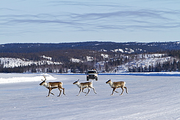 A small group of caribou (Rangifer tarandus) migrating north to feeding grounds in the spring from Yellowknife, Northwest Territories, Canada