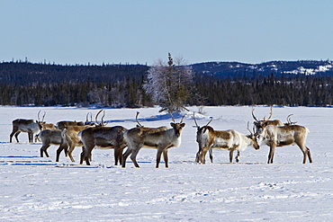 A small group of caribou (Rangifer tarandus) migrating north to feeding grounds in the spring from Yellowknife, Northwest Territories, Canada