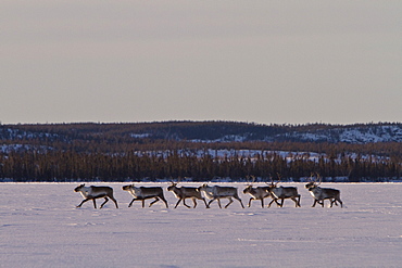 A small group of caribou (Rangifer tarandus) migrating north to feeding grounds in the spring from Yellowknife, Northwest Territories, Canada