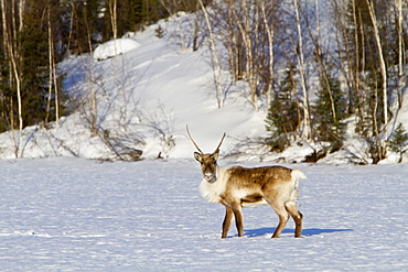 A small group of caribou (Rangifer tarandus) migrating north to feeding grounds in the spring from Yellowknife, Northwest Territories, Canada