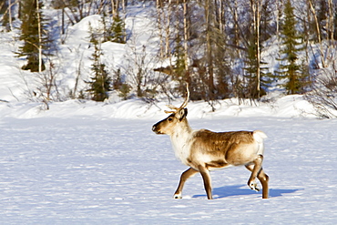 A small group of caribou (Rangifer tarandus) migrating north to feeding grounds in the spring from Yellowknife, Northwest Territories, Canada