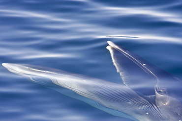 Adult Bryde's whale (Balaenoptera edeni) surface skim feeding on euphausids off Isla del Carmen, Gulf of California (Sea of Cortez), Baja California Sur, Mexico