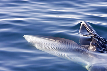 Adult Bryde's whale (Balaenoptera edeni) surface skim feeding on euphausids off Isla del Carmen, Gulf of California (Sea of Cortez), Baja California Sur, Mexico