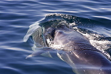 Adult Bryde's whale (Balaenoptera edeni) surface skim feeding on euphausids off Isla del Carmen, Gulf of California (Sea of Cortez), Baja California Sur, Mexico